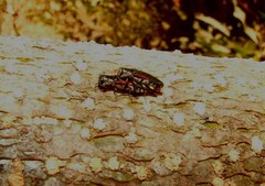 Agrilus vandenberghei