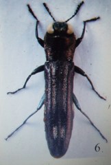 Agrilus semicinctus