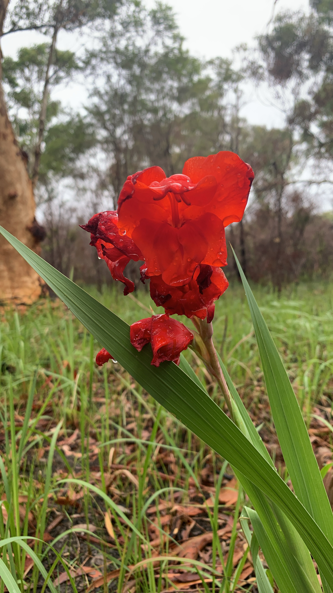 Gladiolus