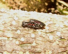 Agrilus vandenberghei