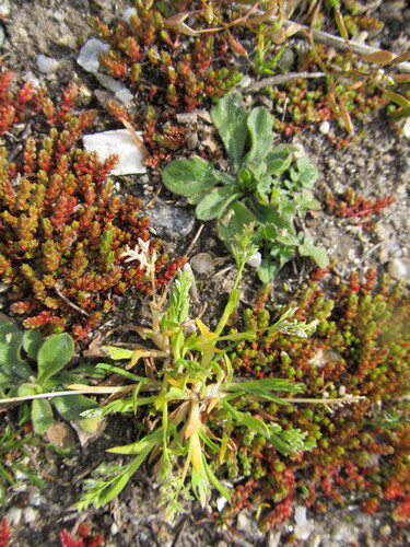 새포아풀 (Poa annua): 기원과 용도 — 사진 5
