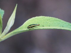 Agrilus furcillatus