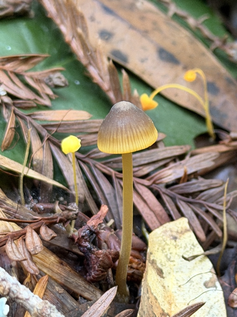 Mycena aurantiomarginata · January 2026 · photo: © aheyman1 (iNaturalist, cc0)