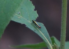 Agrilus furcillatus
