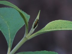 Agrilus furcillatus