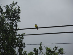 Myiozetetes cayanensis