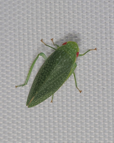 Jane Insect Photo 611302131, (c) Janice Johnston, some rights reserved (CC BY-NC ...