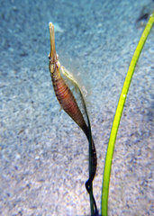 Black Pipefish photo 5