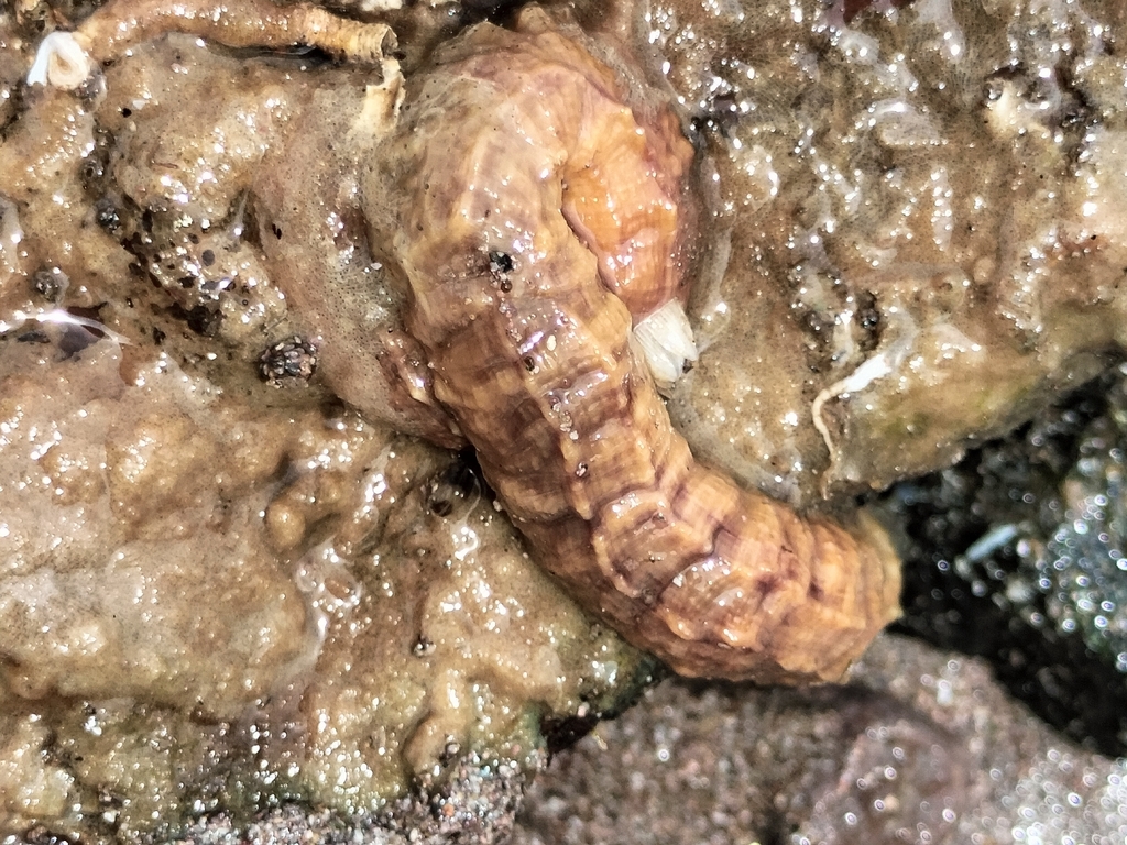 Thylacodes eruciformis