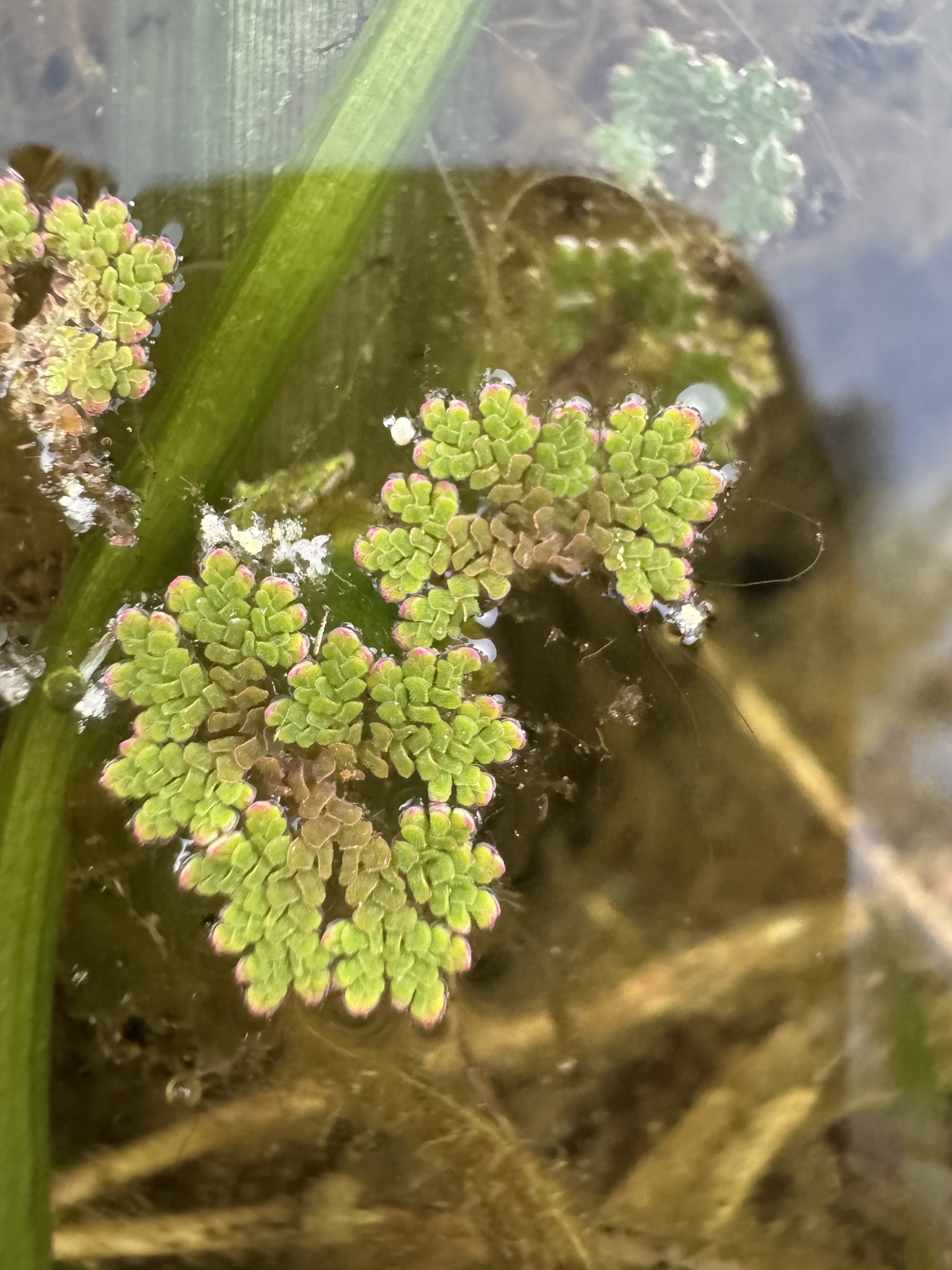 Carolina Mosquitofern (Azolla caroliniana)