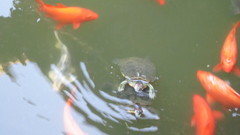 Trachemys scripta