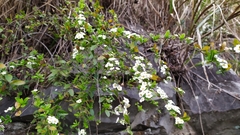 Spiraea prunifolia pseudoprunifolia