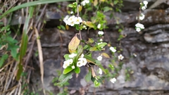 Spiraea prunifolia pseudoprunifolia