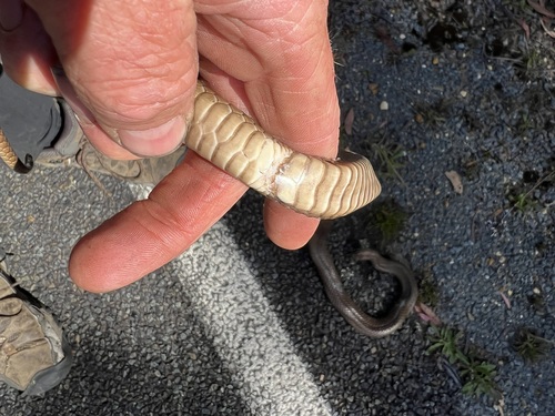 Eastern Brown Snake