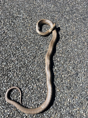 Eastern Brown Snake