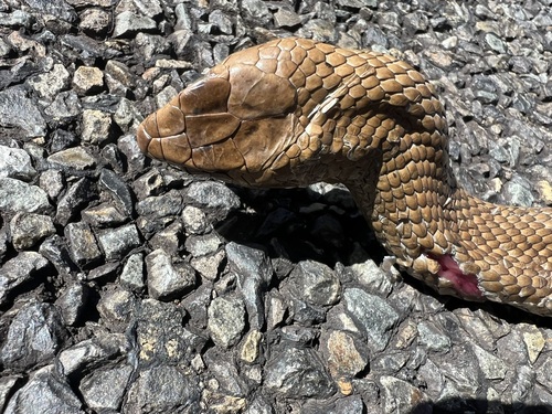 Eastern Brown Snake