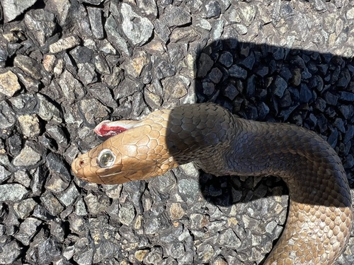Eastern Brown Snake