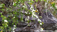 Spiraea prunifolia pseudoprunifolia