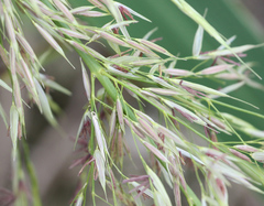 Zizania latifolia