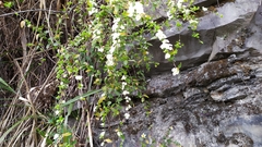 Spiraea prunifolia pseudoprunifolia