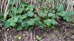 Petasites formosanus