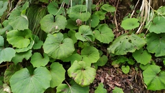 Petasites formosanus