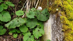 Petasites formosanus