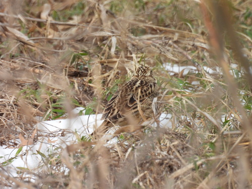 Smith's Longspur (Calcarius pictus), photo 2