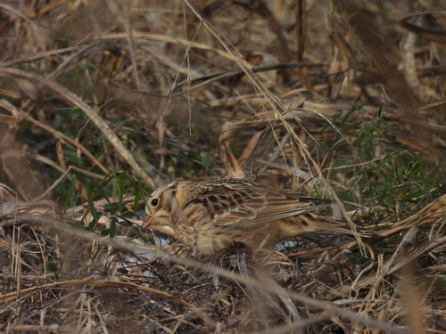 Smith's Longspur (Calcarius pictus), photo 10