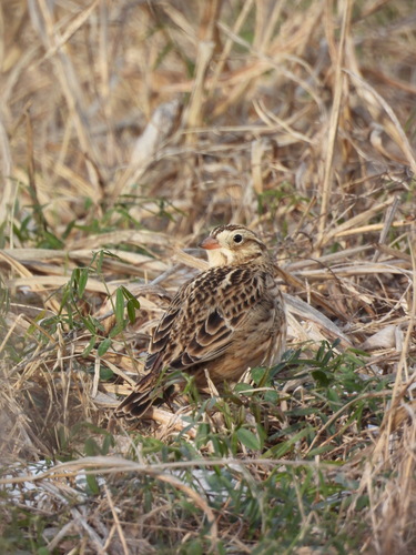 Smith's Longspur (Calcarius pictus)