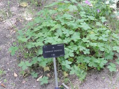 Geranium endressii