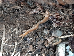 Theatops erythrocephalus