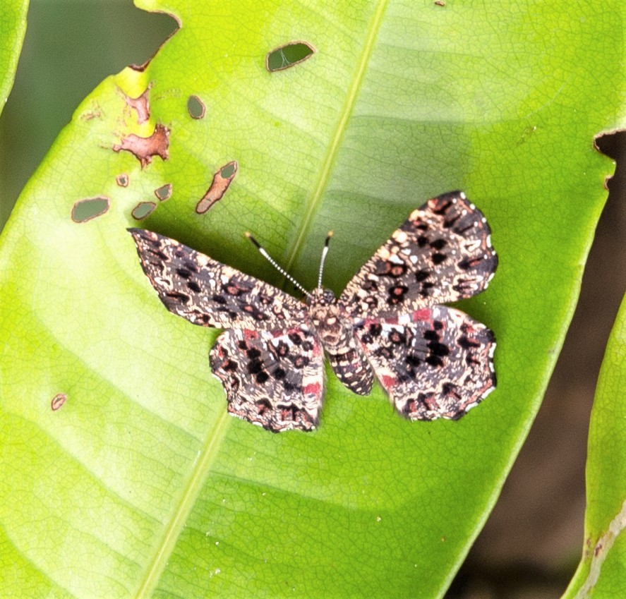Calydna thersander