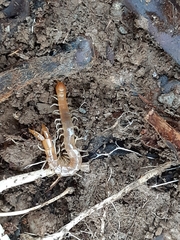 Theatops erythrocephalus