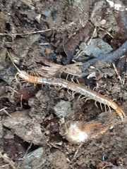 Theatops erythrocephalus