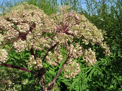 Angelica dahurica
