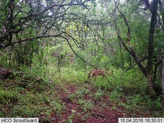 Canis latrans impavidus