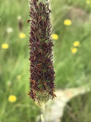 Cenchrus sphacelatus