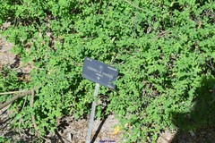 Hippocrepis emerus emerus