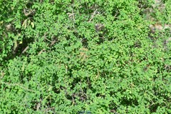 Hippocrepis emerus emerus