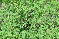 Hippocrepis emerus emerus