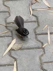 Rhipidura albogularis