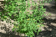 Genista patens