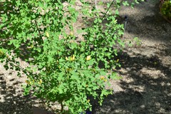 Genista patens