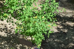 Genista patens