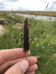 Cenchrus sphacelatus