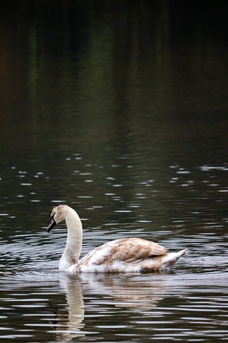 Mute Swan