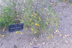 Genista radiata