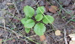 Pyrola rotundifolia