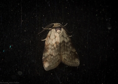 Thallarcha leptographa